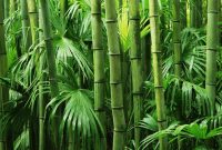 Why choose bamboo alternative? | Ardna Blog – Ardna أرضنا Why choose bamboo alternative? | Ardna Blog – Ardna أرضنا